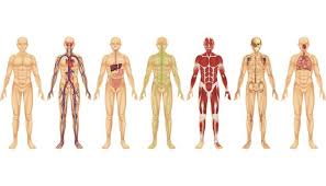 Resultado de imagen para cuerpo humano