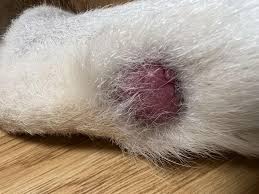Image result for mastocytoma in dogs