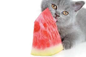 Dairy that are safe for cats. Can Cats Eat Watermelon What About Watermelon Seeds The Cat Kitty