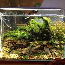 Ada Nature Aquarium Philippines Nature Aquarium Nano Aquarium Aquarium