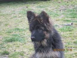 The long coat german shepherd (gsd) was previously not considered eligible to enter akc conformation dog shows; Akc Long Coat German Shepherd Male 12 Weeks Old Long Coat German Shepherd German Shepherd Loyal Dogs