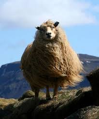 British Sheepskin Farm Animals Sheep Animals