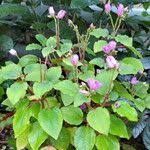 Image result for Calvoa orientalis