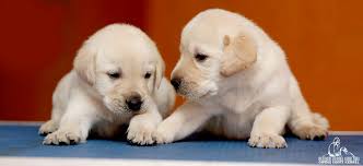 The blue cross does what is practically possible to control these numbers in a humane way for e.g. Lab Puppies For Sale In Chennai 9840187666 Lab Puppies Puppies Puppies For Sale