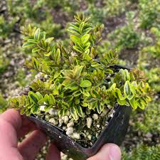 Image result for Lonicera