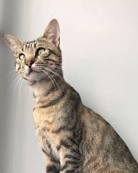 Merakli Melahat Cat Cats Ilovecats Catsofinstagram Cute Handsome Tekir Kedi Tatli Hayvanlar Animals Love Ilovemyc Hayvanlar Cats Kedi