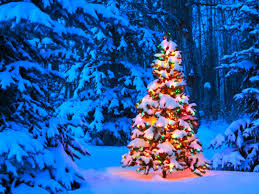 With proper care, the average fresh christmas tree should last at least five to six weeks. Replanting A Christmas Tree Planting A Christmas Tree Outside After Christmas