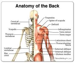 Lower back muscle and hip pain may also be caused by stenosis in the spine. Mid Back Injuries Common Injuries Physio Mechanics
