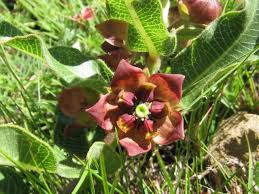 Image result for Pachycarpus firmus