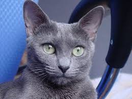 If your looking for a really attractive cat with a ton of energy that's not going to require too much of your attention, then you're definitely going to want to put the russian blue cat on your short list of cat. A Fun Collection Of Facts About The Russian Blue Cat Breed Cole Marmalade