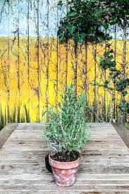 Pubs With Beer Gardens In London 8 Amazing Pubs With Outdoor Areas In 2020 Beer Garden London Pubs Best Places In London