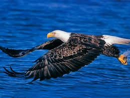 Eagle Pictures Love Animals Most Beautiful Eagle Wallpaper Bald Eagle Eagle Wallpaper Wildlife Wallpaper