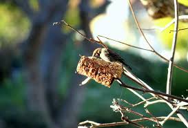 This is also a great craft project for kids. How To Make A Toilet Paper Bird Feeder Home Base Mom