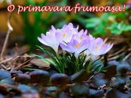 20 imagini gratuite de martisor. Cel Mai Frumos Martisor De 1 Martie Cerca Con Google Spring Flowers Wallpaper Spring Wallpaper Pictures Of Spring Flowers