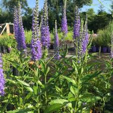 Wholesale Veronica Rooted Plug Liners