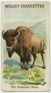 Bison At Standing Rock The American Bison Animals Birds Series For Will S Cigarettes From The New York Public Library Digital Collections Pet Birds Science Illustration Animals