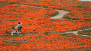 We did not find results for: Super Bloom Flower Lovers Land Helicopter On Protected Poppy Reserve