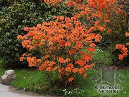 Azalea Azaleas Landscaping Azaleas Garden Plants