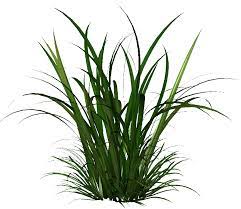 Tall Grass Trees To Plant Evergreen Plants Tree Textures