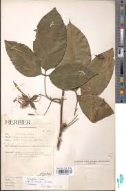 Image result for Ritchiea