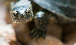 We did not find results for: How To Feed Baby Turtles Howstuffworks