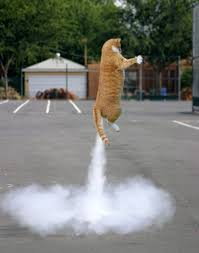 Baby You Re A Firework Funny Cat Photos Funny Animal Pictures Funny Cats