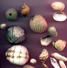 Bmlss Beachcombing