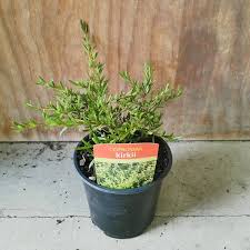 Image result for Cyperus kirkii