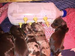 Mommy Can T Nurse So The Puppies Are Nursing From The Milk Bar Elegant Dachshunds Feeding Puppy Bottle Feeding Puppies Feeding Kittens