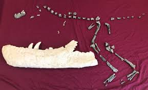 Image result for Crepidorhopalon schweinfurthii