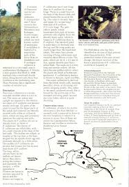 Image result for Pearsonia mesopontica