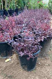 Image result for Iresine lindenii