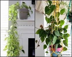Pothos Vs Philodendron Philadendron Plant Indoor Shade Plants Philodendron