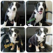 In an hour's drive, the concrete jungle gives way to forests, lakes, and plains. Border Collie Puppy Dog For Sale In Fort Wayne Indiana