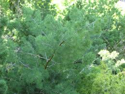 Image result for Asparagus macowanii