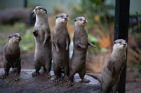 Asian Small Clawed Otters Otters Otter Facts Cute Animals With Funny Captions