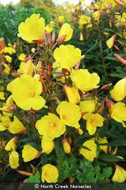 Image result for Nectaropetalum