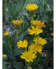 Image result for Hertia