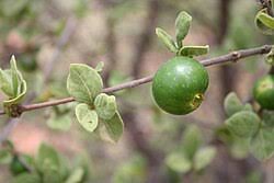 Image result for Rytigynia sp. G