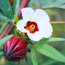 Image result for Hibiscus noldeae