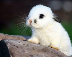 Cute bunny pictures animal pictures rabbit pictures animals photos bunny pics funny pictures cute baby bunnies tiny bunny cutest bunnies. Cute Baby Bunny Wallpapers Wallpaper Cave