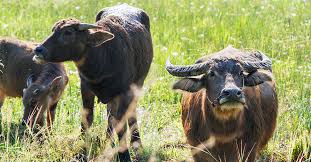 Chemical analysis were prepared as per the method. Buffalo Milk Nutrition Benefits And How It Compares