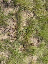 Image result for Cyperus tenax