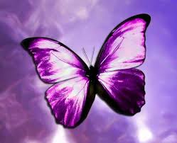 Image result for butterflies
