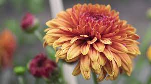 Yellow Chrysanthemum Flower Meaning Best Flower Wallpaper