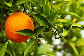 Image result for Citrus × aurantium