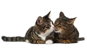 Vet houston, united states, veterinary services, veterinary surgery, vet. Memorial Cat Hospital Houston Cat Hospital