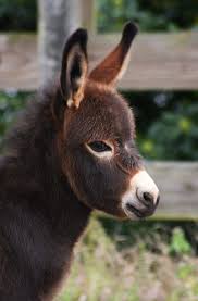 Little Donkey Baby Donkey Cute Donkey Animals