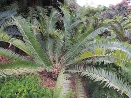 Image result for Encephalartos munchii