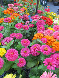 Pin By Judy Henning On I Love Flowers And Trees Small Flower Gardens Flower Garden Design Zinnia Flowers